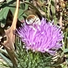 Apis mellifera at Mugga Mugga NR (MUG) - 25 Feb 2024 12:57 PM