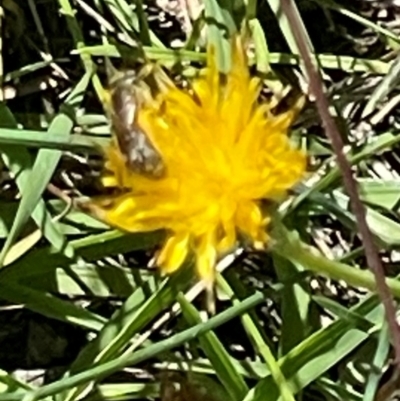 Unverified True fly (Diptera) at Mugga Mugga NR (MUG) - 25 Feb 2024 by JamonSmallgoods