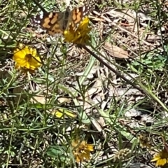 Vanessa kershawi (Australian Painted Lady) at O'Malley, ACT - 25 Feb 2024 by JamonSmallgoods