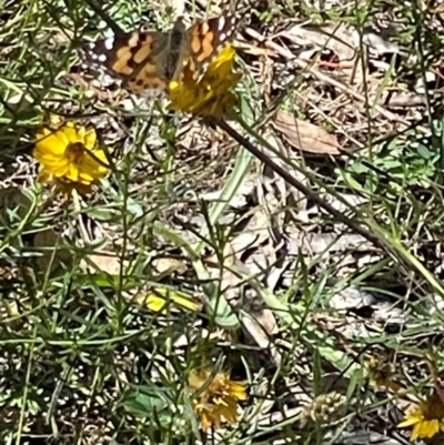 Vanessa kershawi (Australian Painted Lady) at O'Malley, ACT - 25 Feb 2024 by JamonSmallgoods