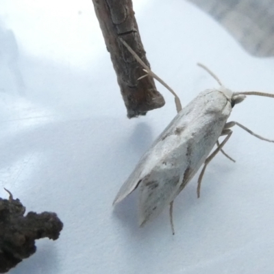 Heliocosma argyroleuca (A tortrix or leafroller moth) at Emu Creek - 24 Feb 2024 by JohnGiacon