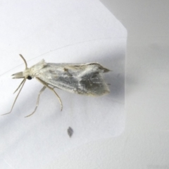 Heliocosma argyroleuca at Emu Creek Belconnen (ECB) - 25 Feb 2024