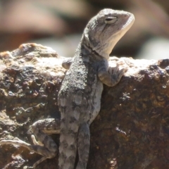 Amphibolurus muricatus (Jacky Lizard) at Block 402 - 25 Feb 2024 by Christine