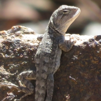 Amphibolurus muricatus (Jacky Lizard) at Bluetts Block Area - 24 Feb 2024 by Christine