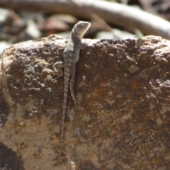 Amphibolurus muricatus at Block 402 - 25 Feb 2024