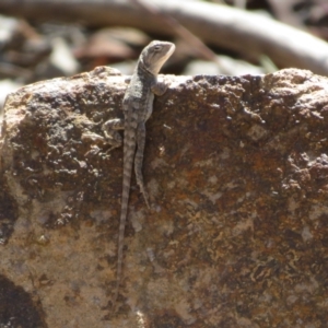 Amphibolurus muricatus at Bluetts Block (402, 403, 12, 11) - 25 Feb 2024