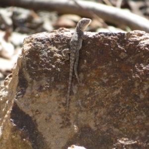 Amphibolurus muricatus at Bluetts Block (402, 403, 12, 11) - 25 Feb 2024