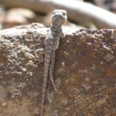 Amphibolurus muricatus at Bluetts Block (402, 403, 12, 11) - 25 Feb 2024