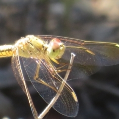 Diplacodes haematodes (Scarlet Percher) at Denman Prospect, ACT - 25 Feb 2024 by Christine