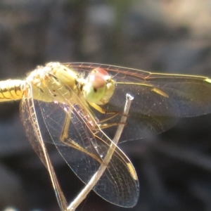 Diplacodes haematodes at Bluetts Block (402, 403, 12, 11) - 25 Feb 2024 11:36 AM