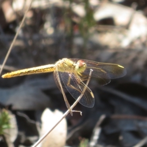 Diplacodes haematodes at Bluetts Block (402, 403, 12, 11) - 25 Feb 2024 11:36 AM