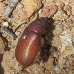 Unidentified Beetle (Coleoptera) at Denman Prospect 2 Estate Deferred Area (Block 12) - 25 Feb 2024 by Christine