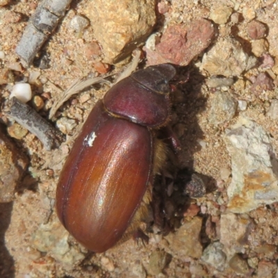 Unidentified Beetle (Coleoptera) at Bluetts Block Area - 25 Feb 2024 by Christine