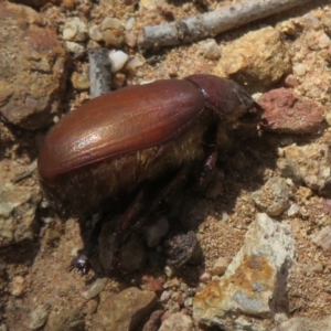 Colpochila sp. (genus) at Denman Prospect 2 Estate Deferred Area (Block 12) - 25 Feb 2024