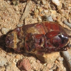 Colpochila sp. (genus) at Denman Prospect 2 Estate Deferred Area (Block 12) - 25 Feb 2024