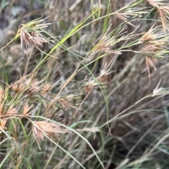 Themeda triandra (Kangaroo Grass) at Aranda, ACT - 22 Feb 2024 by KMcCue