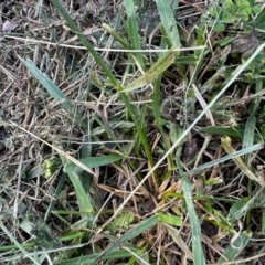 Rytidosperma sp. (Wallaby Grass) at Aranda, ACT - 22 Feb 2024 by KMcCue