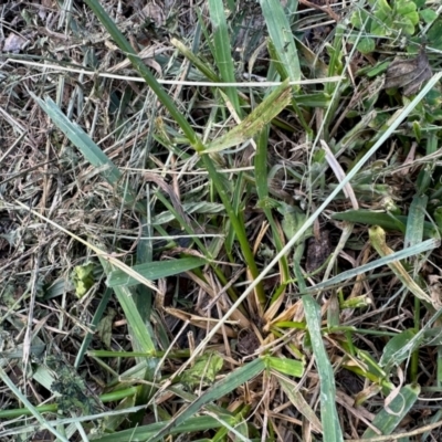 Rytidosperma sp. (Wallaby Grass) at Aranda, ACT - 22 Feb 2024 by KMcCue