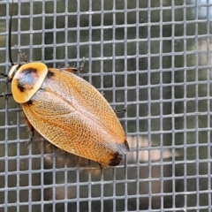 Ellipsidion australe (Austral Ellipsidion cockroach) at Isaacs, ACT - 25 Feb 2024 by Mike