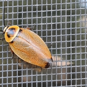 Ellipsidion australe at Isaacs, ACT - 25 Feb 2024 04:31 PM