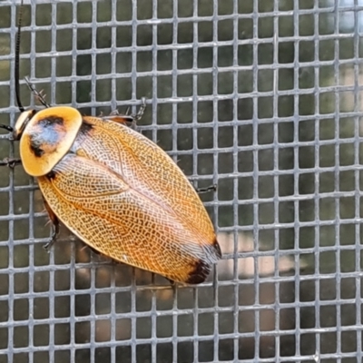 Ellipsidion australe (Austral Ellipsidion cockroach) at Isaacs, ACT - 25 Feb 2024 by Mike