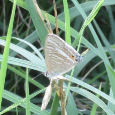 Lampides boeticus (Long-tailed Pea-blue) at Yarralumla, ACT - 24 Feb 2024 by Christine