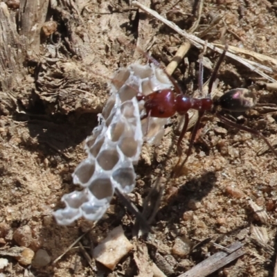 Unidentified Ant (Hymenoptera, Formicidae) at Wodonga - 24 Feb 2024 by KylieWaldon