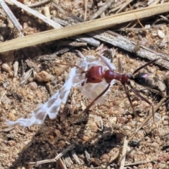 Iridomyrmex purpureus at Federation Hill - 25 Feb 2024 09:31 AM
