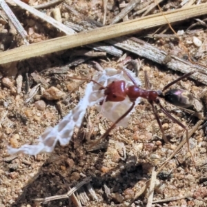Iridomyrmex purpureus at Federation Hill - 25 Feb 2024 09:31 AM