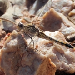 Orthetrum caledonicum (Blue Skimmer) at Federation Hill - 24 Feb 2024 by KylieWaldon