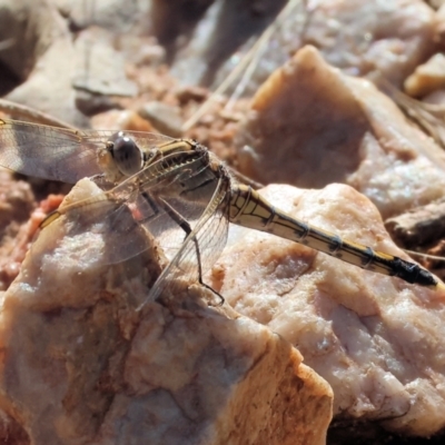 Orthetrum caledonicum (Blue Skimmer) at Federation Hill - 25 Feb 2024 by KylieWaldon