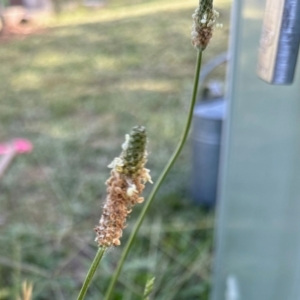 Plantago lanceolata at Aranda, ACT - 22 Feb 2024