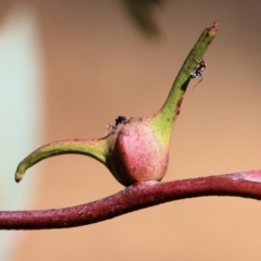 Unidentified Eucalyptus Gall at Wodonga - 24 Feb 2024 by KylieWaldon