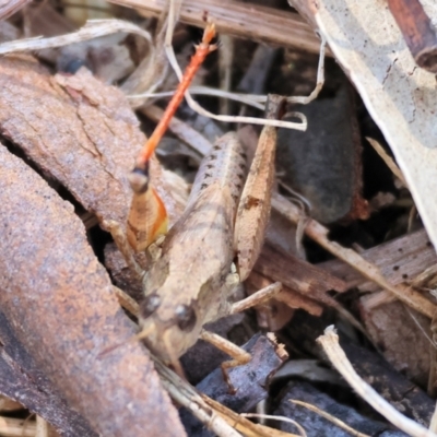 Phaulacridium vittatum (Wingless Grasshopper) at Federation Hill - 25 Feb 2024 by KylieWaldon