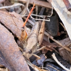 Phaulacridium vittatum (Wingless Grasshopper) at Federation Hill - 24 Feb 2024 by KylieWaldon