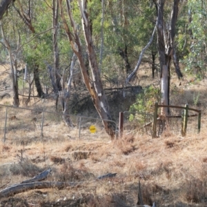 Phaulacridium vittatum at Federation Hill - 25 Feb 2024