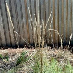 Austrostipa (genus) (A Corkscrew Grass) at Aranda, ACT - 25 Feb 2024 by KMcCue