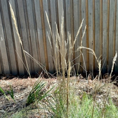 Austrostipa (genus) (A Corkscrew Grass) at Aranda, ACT - 25 Feb 2024 by KMcCue