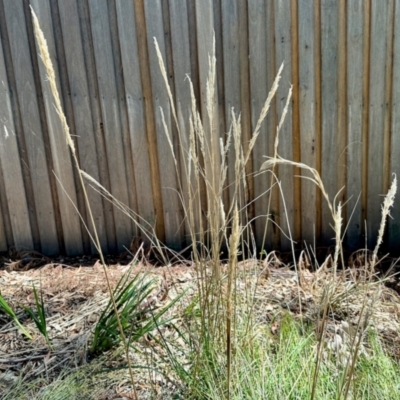 Unidentified Grass at Aranda, ACT - 25 Feb 2024 by KMcCue