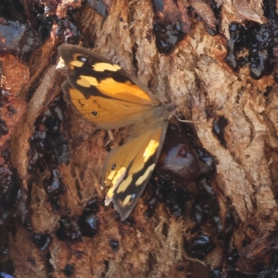 Heteronympha merope (Common Brown Butterfly) at West Wodonga, VIC - 24 Feb 2024 by KylieWaldon