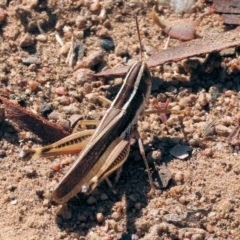 Macrotona sp. (genus) at Federation Hill - 24 Feb 2024 by KylieWaldon