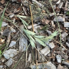 Bromus sp. (A Brome) at Aranda, ACT - 22 Feb 2024 by KMcCue