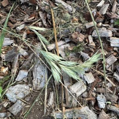 Bromus (genus) (A Brome) at Aranda, ACT - 22 Feb 2024 by KMcCue
