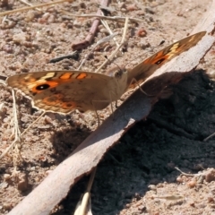 Junonia villida (Meadow Argus) at Wodonga - 24 Feb 2024 by KylieWaldon