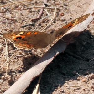 Junonia villida at Federation Hill - 25 Feb 2024 09:30 AM