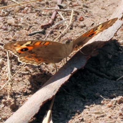 Junonia villida (Meadow Argus) at West Wodonga, VIC - 24 Feb 2024 by KylieWaldon