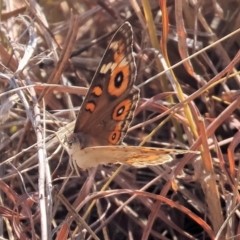 Junonia villida at Federation Hill - 25 Feb 2024