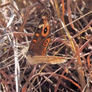 Junonia villida at Federation Hill - 25 Feb 2024 09:30 AM