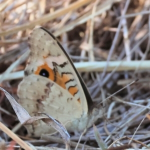 Junonia villida at Federation Hill - 25 Feb 2024