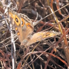 Junonia villida at Federation Hill - 25 Feb 2024 09:30 AM